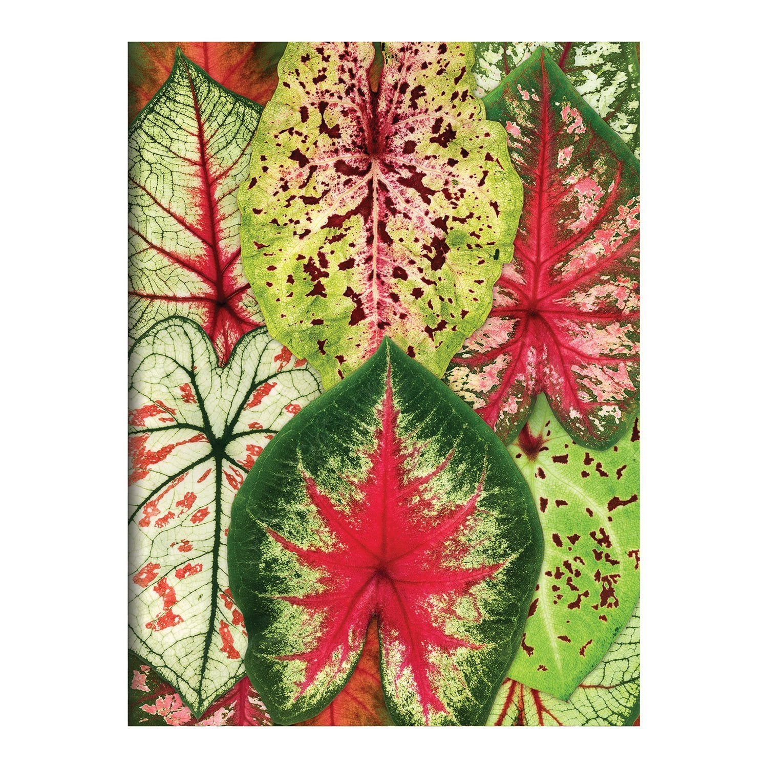 galison-houseplant-jungle-karten-set-16-troy-litten image 8