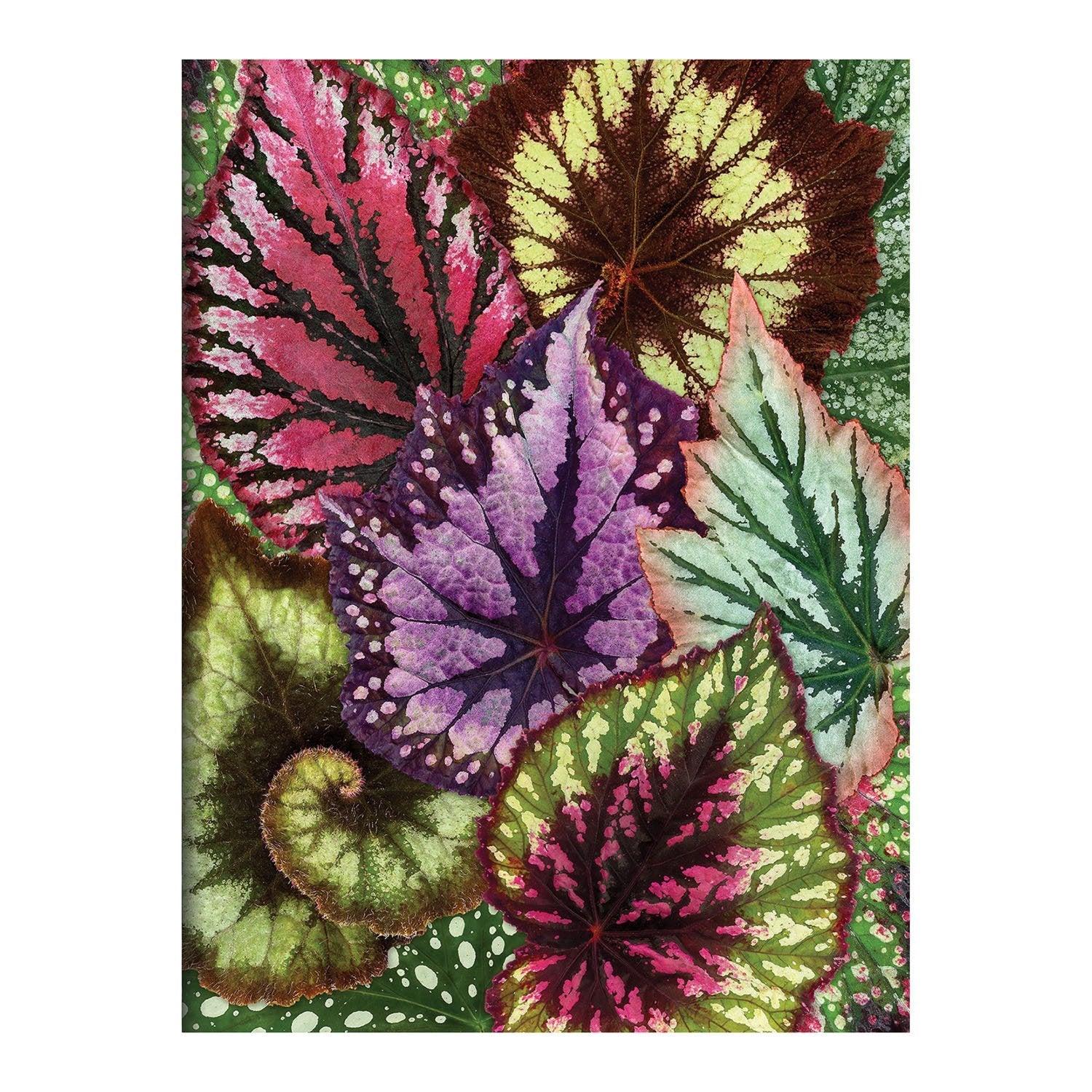 galison-houseplant-jungle-karten-set-16-troy-litten image 6