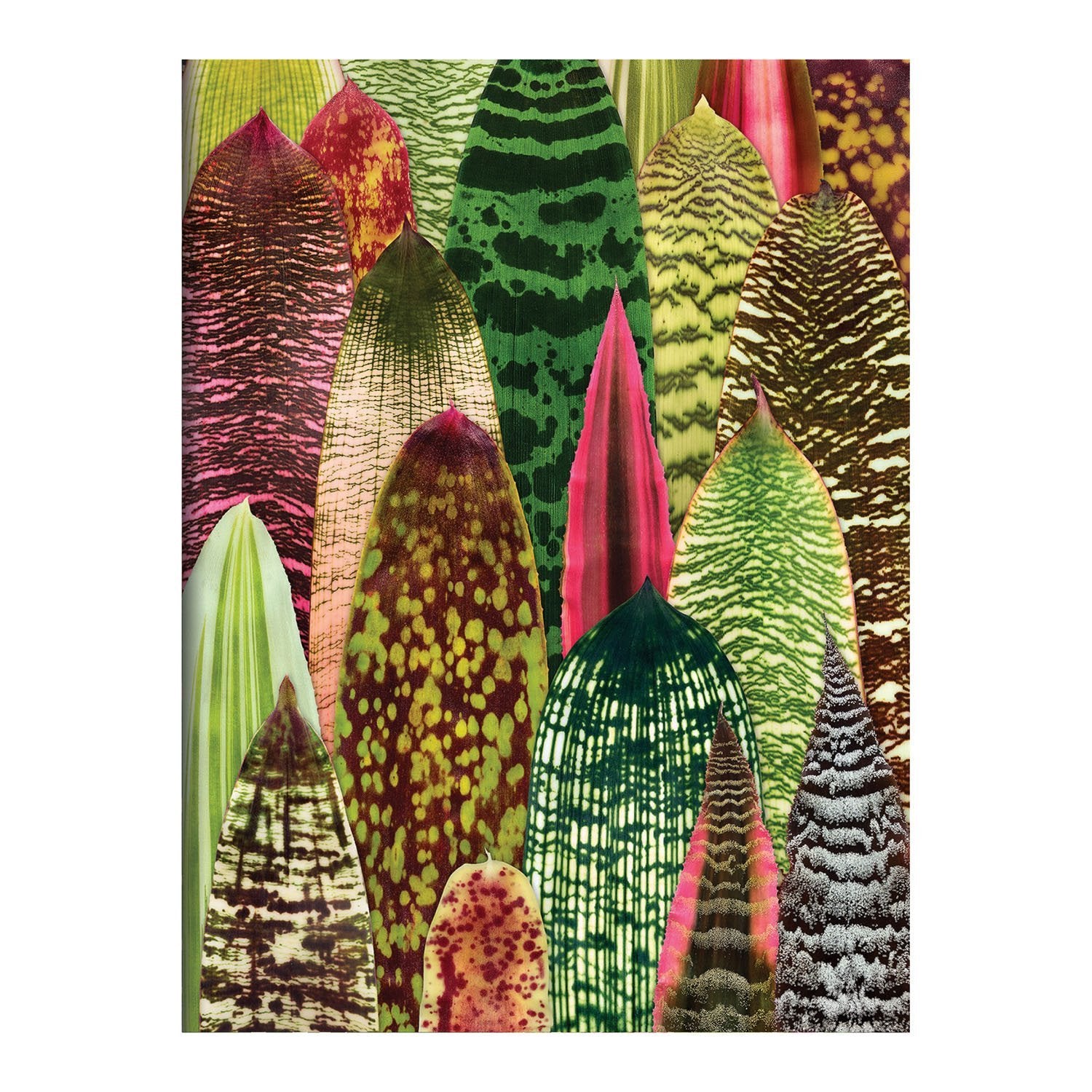 galison-houseplant-jungle-karten-set-16-troy-litten image 7