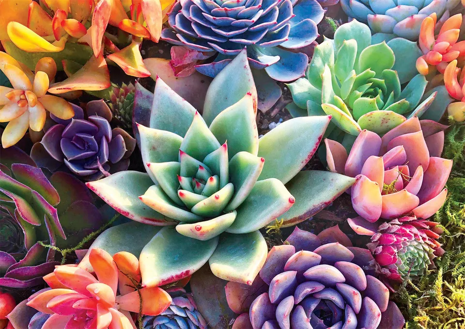 buffalo-games-simple-succulents-300-teile-puzzle-gro-teile-sukkulenten image 1