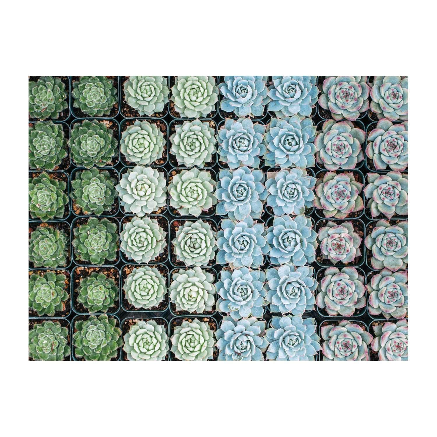 galison-succulent-garden-500-teile-puzzle-doppelseitig-sukkulenten image 7