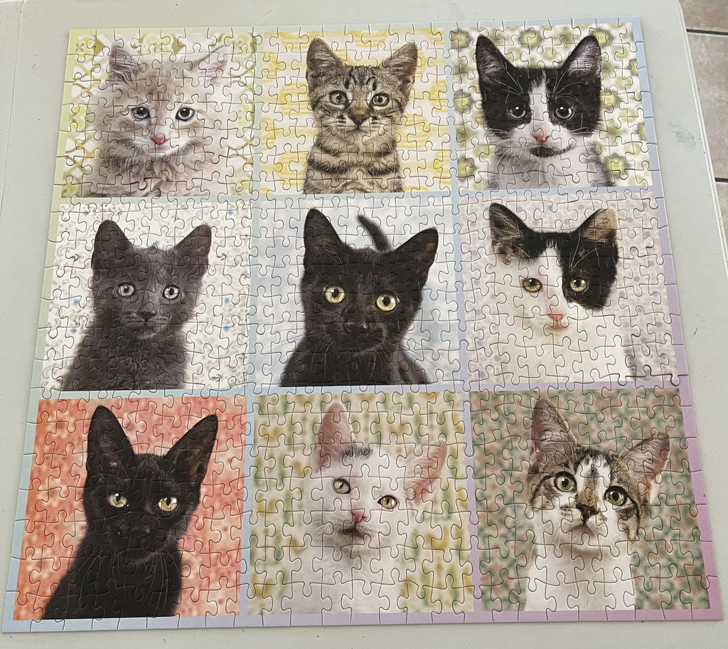 Neun Katzen