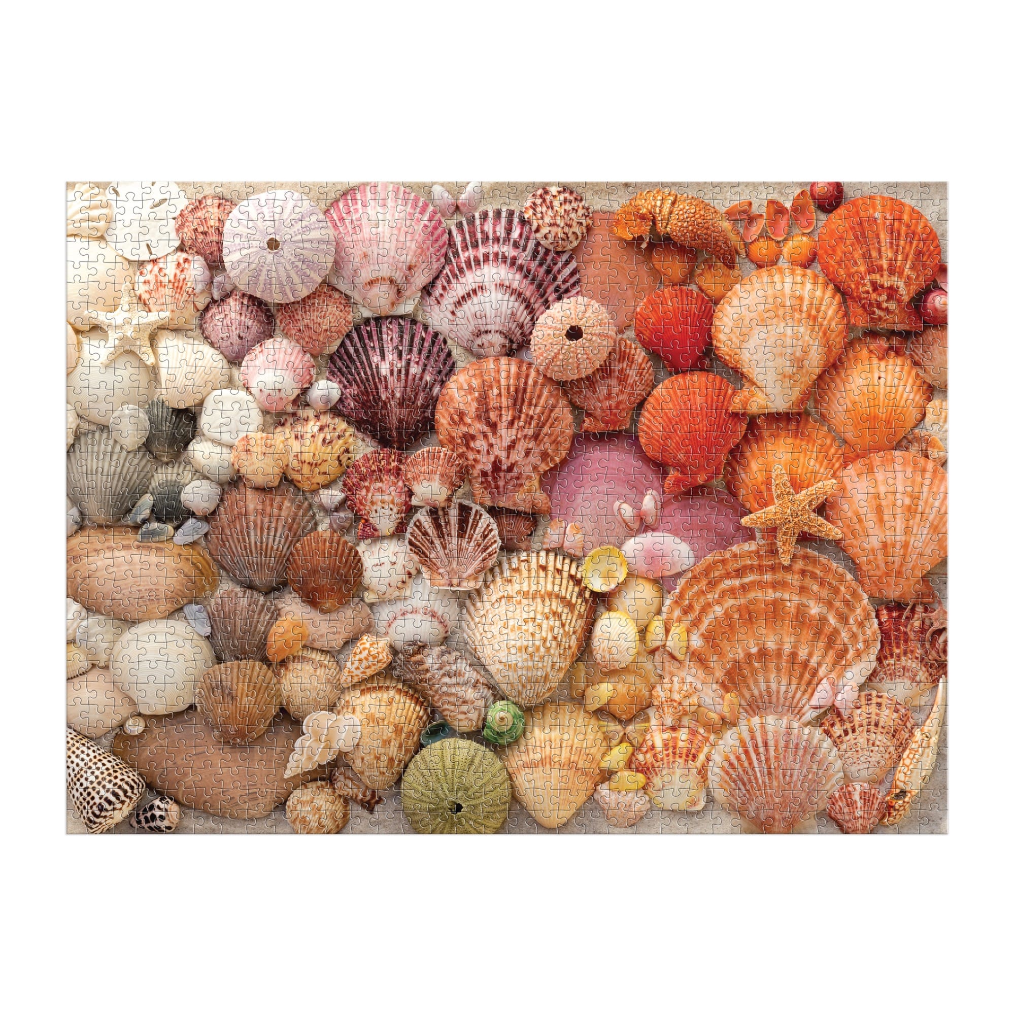 galison-vibrant-seashells-puzzle-1000-teile-muscheln image 3