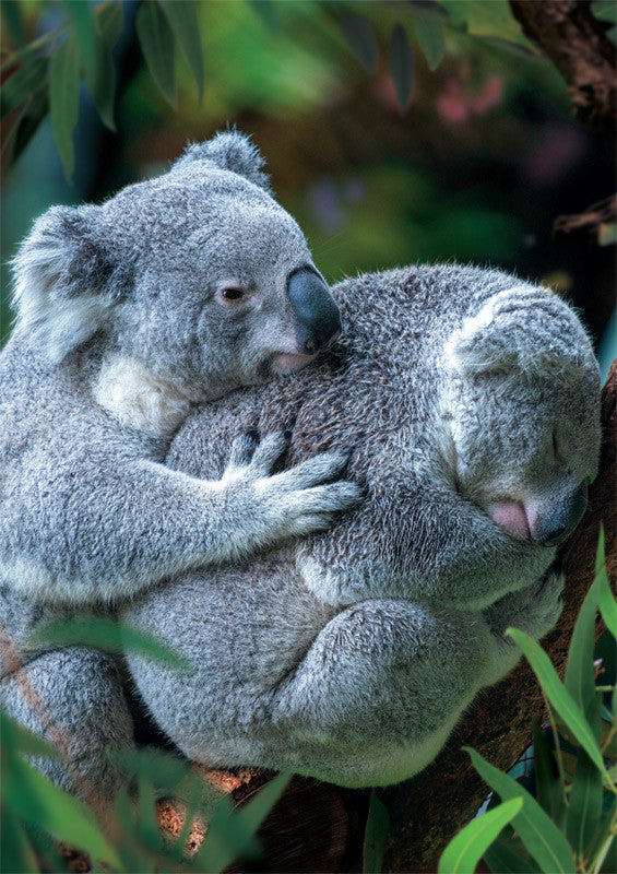 buffalo-games-earthpix-bear-hug-puzzle-500-teile-koala image 2