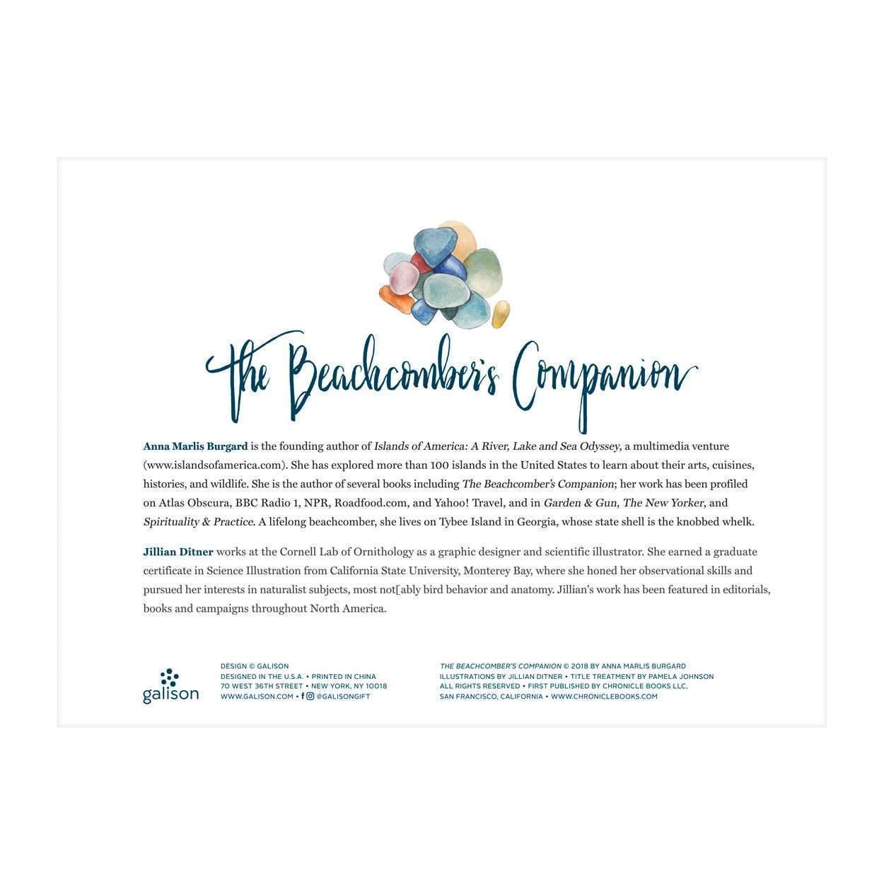 galison-beachcomber-companion-1000-teile-puzzle-muscheln image 4