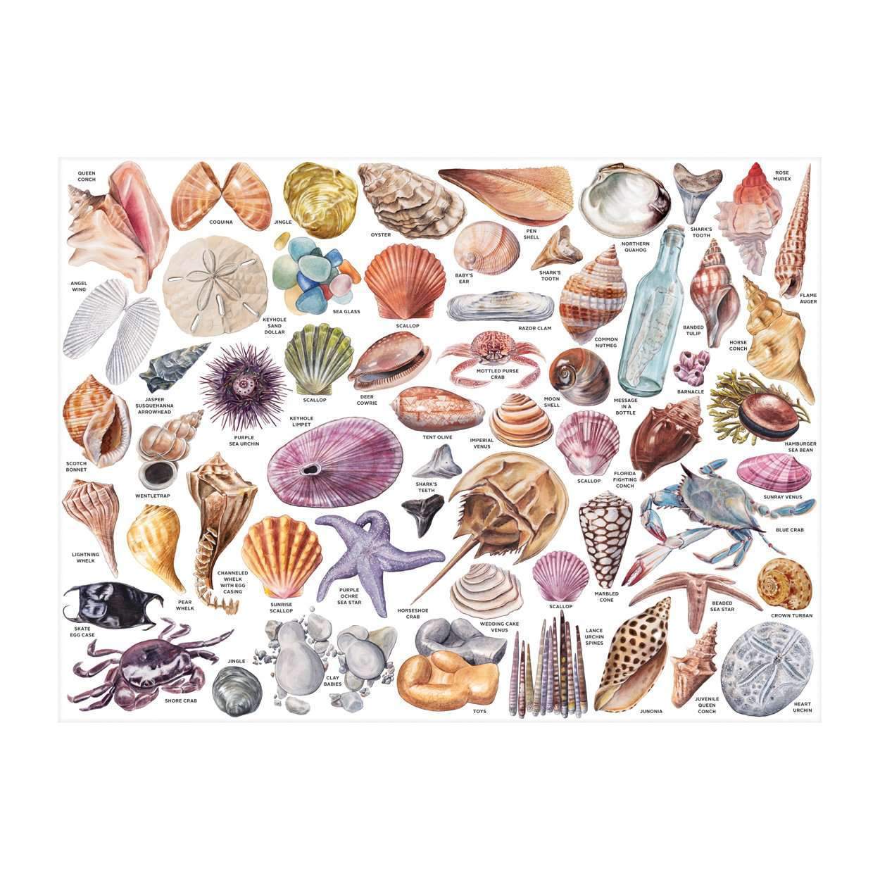 galison-beachcomber-companion-1000-teile-puzzle-muscheln image 2
