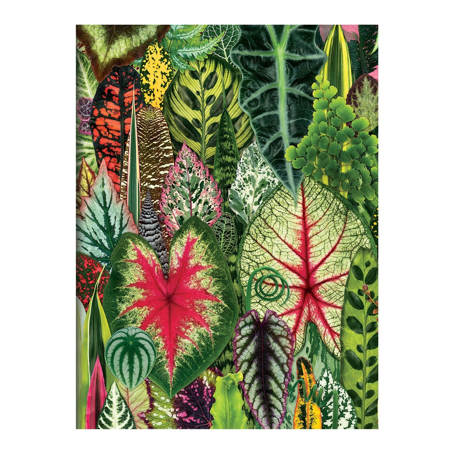 galison-houseplant-jungle-karten-set-16-troy-litten image 4