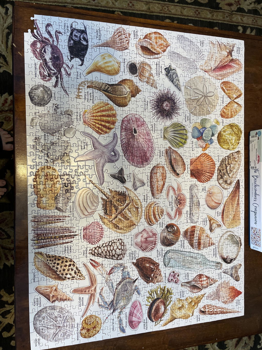 Muschelformen drin