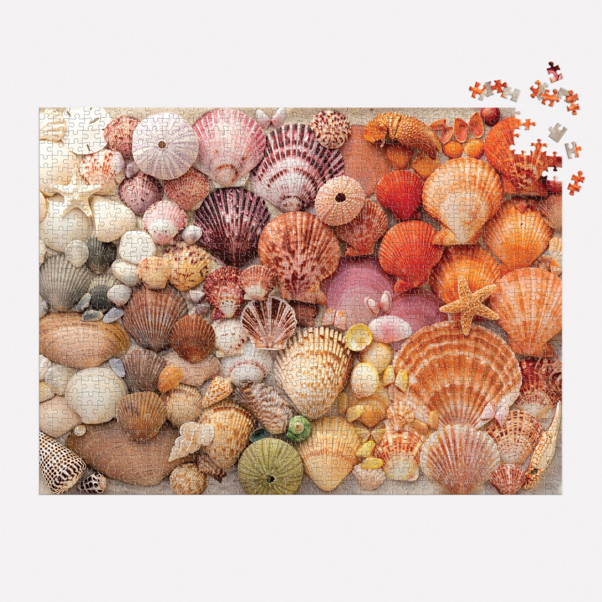 galison-vibrant-seashells-puzzle-1000-teile-muscheln image 4