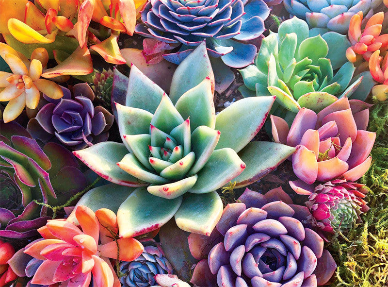 buffalo-games-simple-succulent-1000-teile-puzzle-sukkulenten image 2