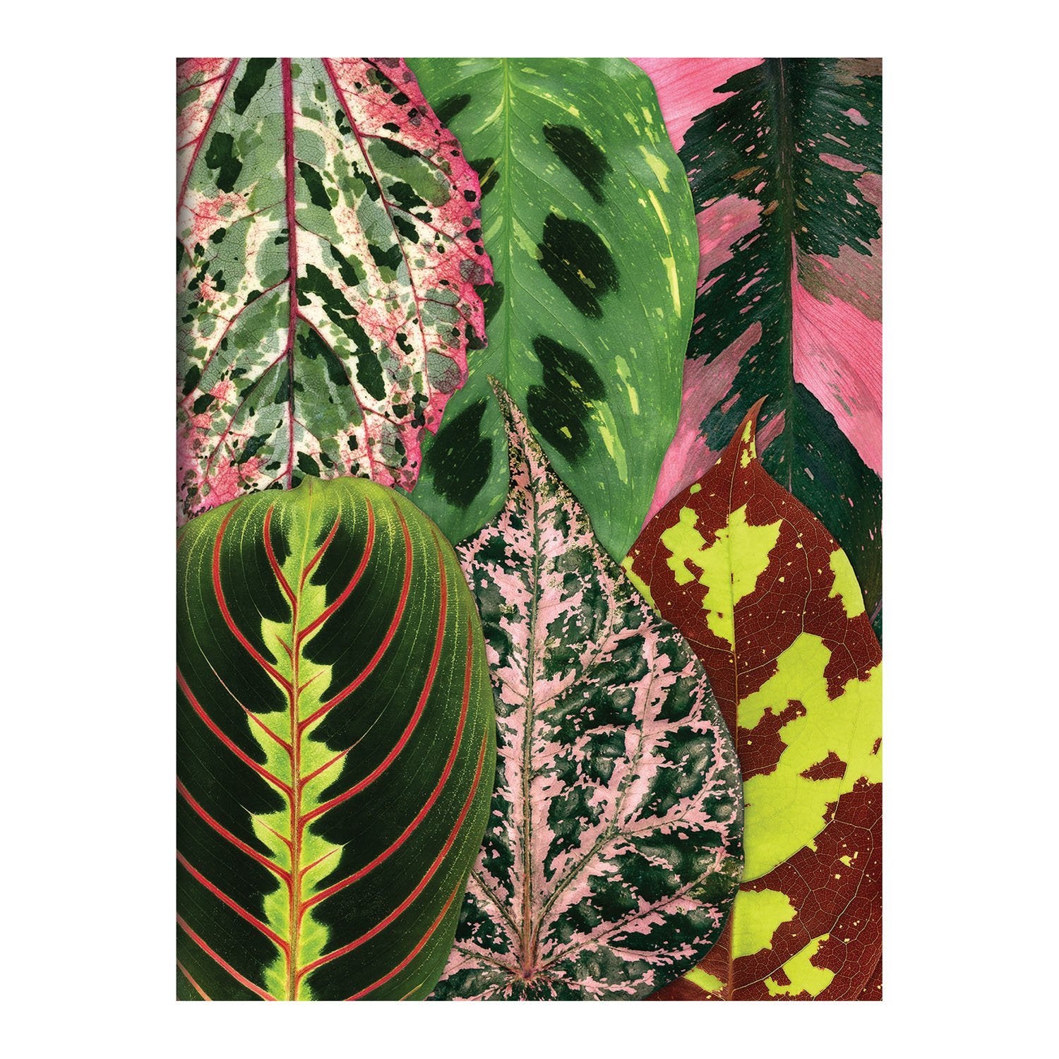 galison-houseplant-jungle-karten-set-16-troy-litten image 5