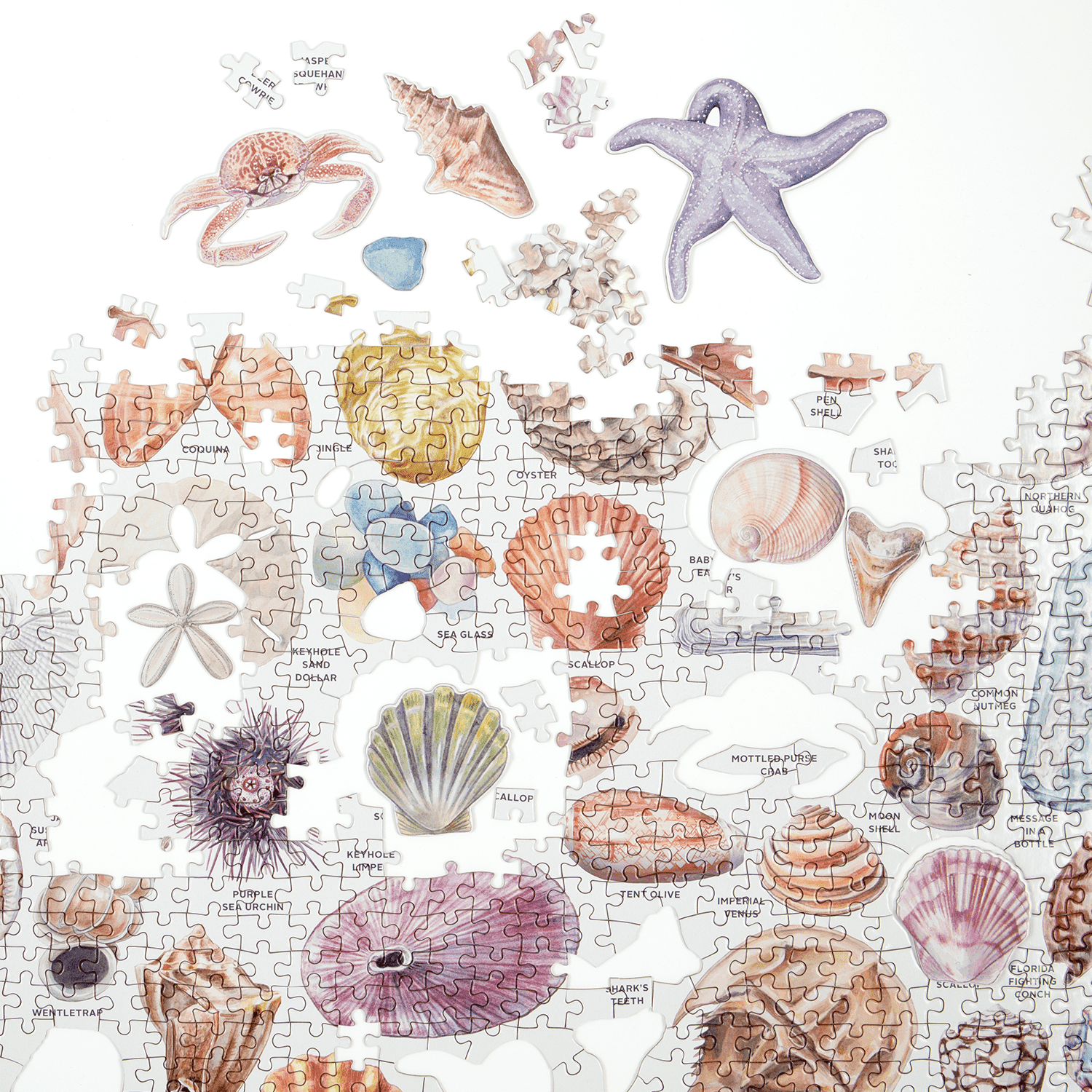 galison-beachcomber-companion-1000-teile-puzzle-muscheln image 5