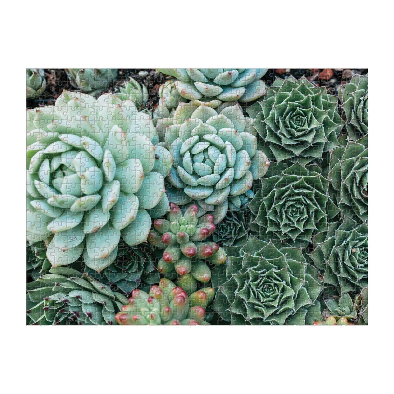 galison-succulent-garden-500-teile-puzzle-doppelseitig-sukkulenten image 3