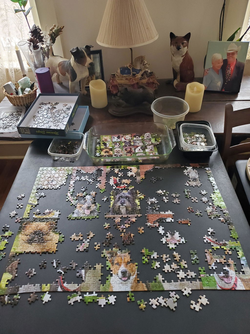 Hundeblicke