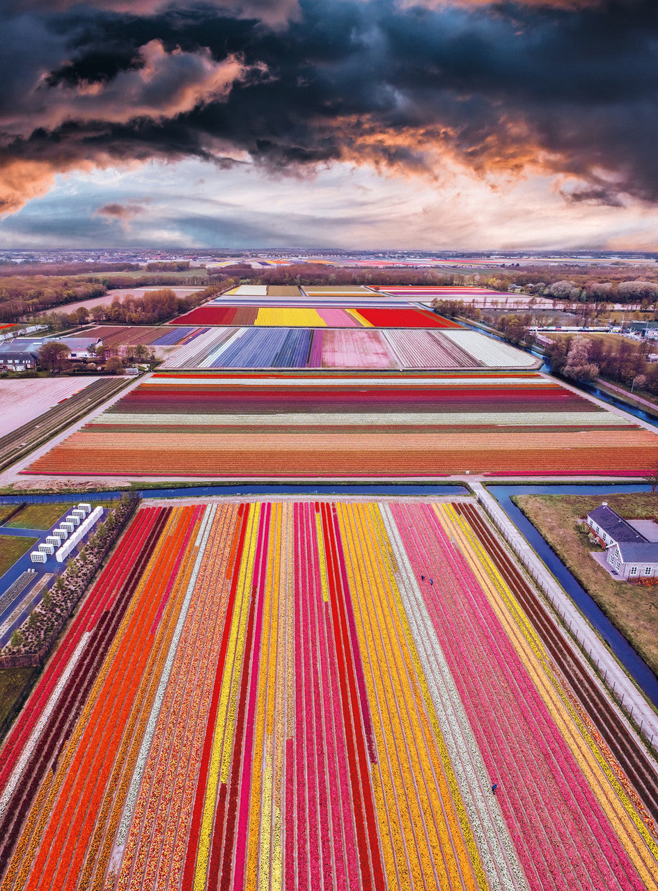 buffalo-games-blanc-infinity-fields-puzzle-1000-teile-blumen image 2
